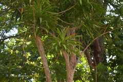 Dracaena angustifolia